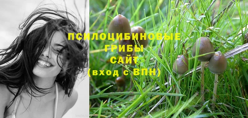 Галлюциногенные грибы Cubensis  Жигулёвск 